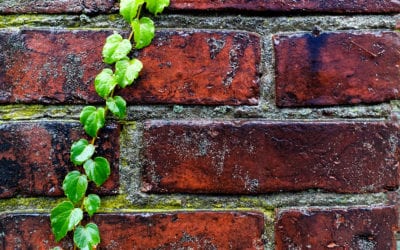 The Visible Signs of Dampness