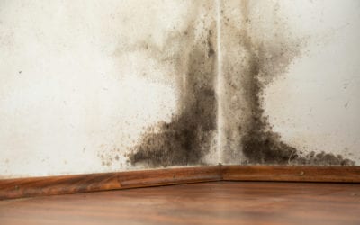 How dampness affects your property and why it’s important to fix it early