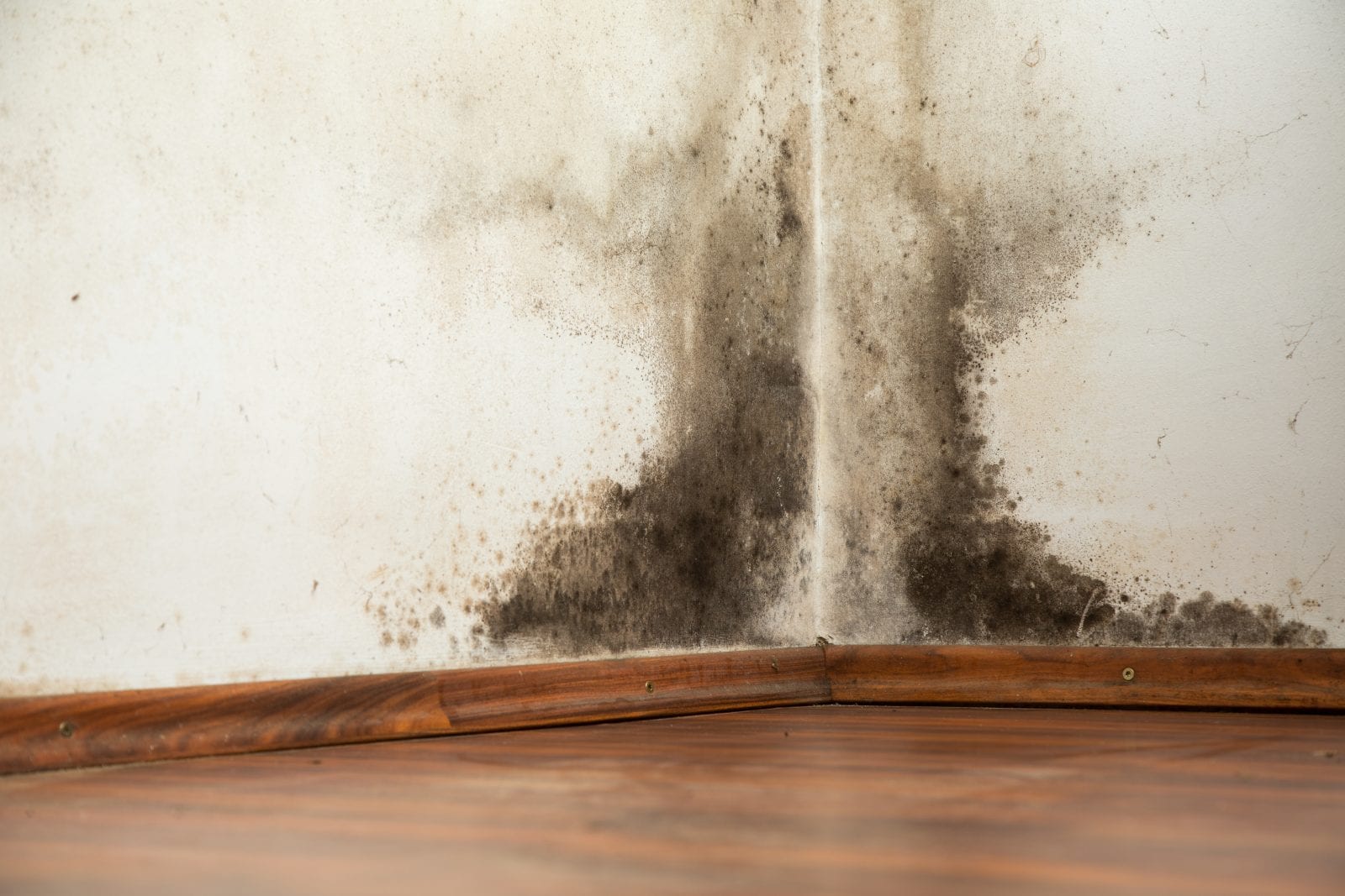 Black mould on a wet wall Black mould buildup in the corner of an old house