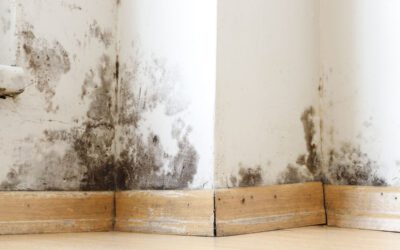 The health risks of damp and mould: why it matters to act quickly